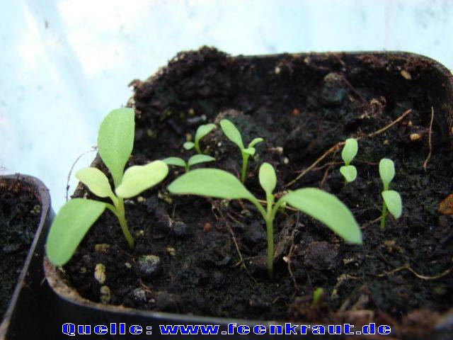 عکسهای شابیزک Atropa belladonna 4